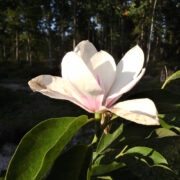 Magnoolia.