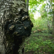 Võimas metsaravim kasvab kasel.