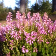 Narbikud oma kribuõite kuhjatisega.