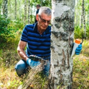 Musta pässikuga saab kaske kunstlikult nakatada.