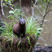 Naaritsate kogukond on Hiiumaal elujõuline.