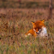 Valipe külas kummaliselt käitunud ja hiljem surnud rebane võis põdeda ka mõnda muud haigust kui marutaud.