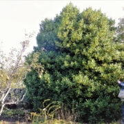 Tapio Taani arvatavalt kõige suurema loorberipuu all.