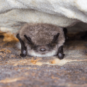 Veelendlane on Eestis arvatud teise kaitsekategooriasse.