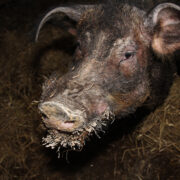 Hiiumaa ainuke siga Laigu.