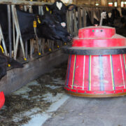 Lehmad ja Pühalepa küidutriipudesse värvitud söödajaotur Sulev Matto farmis.