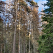 Üraskikahjustuse tagajärjel kuivanud kuused Kõpu metsades.