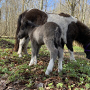 Elsale sündis lihavõttepühal varsake, kel nime veel pole.