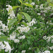 Toomingate õiteaeg toob paljudele meelde Mozarti laulu kevadeigatsusest, vähesed teavad, kes on laulu sõnade autor ja millisel helilooja eluetapil see sündis.