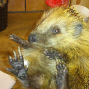 Hiiumaa siil Alpaco taastub mandril jalaluumurrust ja operatsioonist, aga loodab peagi naasta kodusaarele.