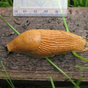 Juhul kui Lusitaania teetigu saarele jõuab, on aiapidajatele ebameeldivused garanteeritud.