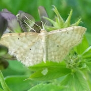 Hiiumaalt leitud liblikal Idea fuscovenosa eestikeelset nime veel polegi.
