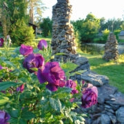 Rosablue minu koduaias.