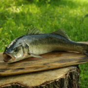 Huntahven on kaunis ja maitsev kala, Läänemeres aga soovimatu võõrliik.