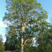 Kutja küla endises popsikohas kasvab suur ja vist päris vana künnapuu.