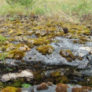 Karstilõhe Lipstu nõmmel.