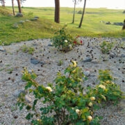 Nõukogudeajal hävitatud roosiaeda märgivad nüüd mõned roosipõõsad.