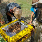 Lemmena mesindustalus saab jälgida mesilaste ettevalmistusi talveks.