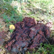 Metsaoti väljaheide meenutab marjade pressimise jääki.