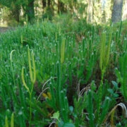 Igihaljas karukold on kaetud väikeste süstjate lehtedega, iga lehe tipus on karv ehk karu.
