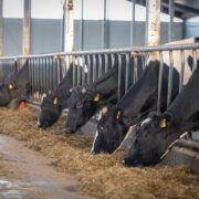 TUNNEVAD VABALT: Mahelehmad peavad saama vabalt liikuda nii siseruumides kui ka väljas. Sarved on maha lihvitud nende endi ohutuse tagamiseks.