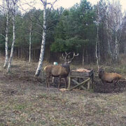 Hirved hirvekaamera ees poseerimas.