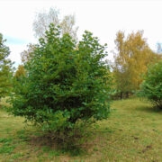 Arvatavad idaplaatanid.