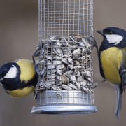 Rasvatihased peavad söömise ajal ka ümbrust silmas pidama.