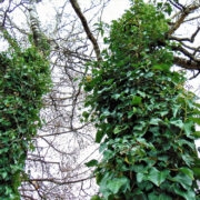 Luuderohi Keilas Jõe tänava kasel.