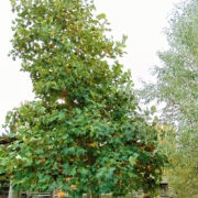 Tulbipuu tagant paistavad piisonid.