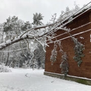 Männi tüvi toetub kaablitele, ladvaoksad seinale ja katusele.