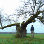 Kahjuks on see ligi kolm sajandit vana puu siiski aedõunapuu.
