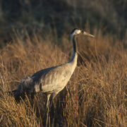 Sookurg Grus grus on Hiiumaal oodatud kevadekuulutaja.