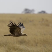 Savannikotkas (Aquila rapax) reageeris kõhutäit tõotavatele helidele sageli kõige kiiremini.