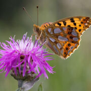 Kes on pildil ja mida ta tolmeldab?