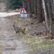 “Kuhu minna?!” Suured lageraiealad lõhuvad loomade rohekoridorid – nende igapäevased rajad.