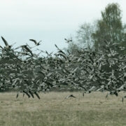 Käina ümbrus on haneliste üks meelispeatuspaiku Hiiumaal. Pildil valgepõsk-lagled Orjakus ülelennul.