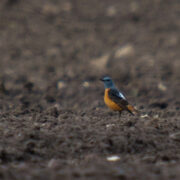 Kivirästas ehk kivisiirak on kevadel oma sulestiku värvuse tõttu hästi äratuntav.