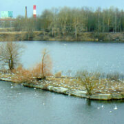 Paesaar ja sellel pesitsevad naerukajakad.