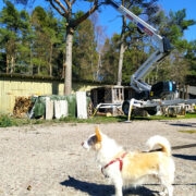 Tööde käigul ja õuel toimuval hoidsin hoolega silma peal.