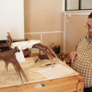 Juuni keskel hindas Hiiumaa jahitrofeesid rahvusvahelise kategooria ekspert Andres Lillemäe, kel parajasti töölaual paar põdrasarvi.