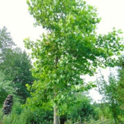 Nõmbal üle kuue meetriseks sirgunud vahtralehine plaatan.