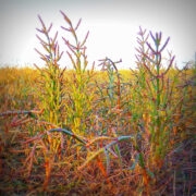 Harilik soolarohi Tärkma rannaniidul.