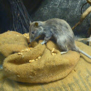 2021 aasta loom on rott.