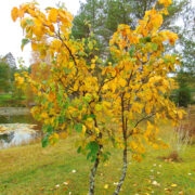Kärdla Röösna metsa küdooniapuu järglane Nõmbal.