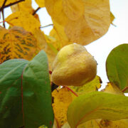 Küdooniavili Nõmbal.