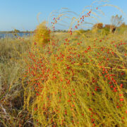Asparid Jämaja rannal.