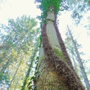 Karvase varrega luuderohi sealsamas Sõrve metsas.