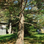 Kuue meetri kõrgune mammutipuu Vintril.