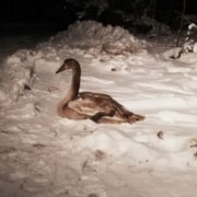 Noor luik, kes millegipärast paigalt liikuda ei suutnud, sai päästetud.